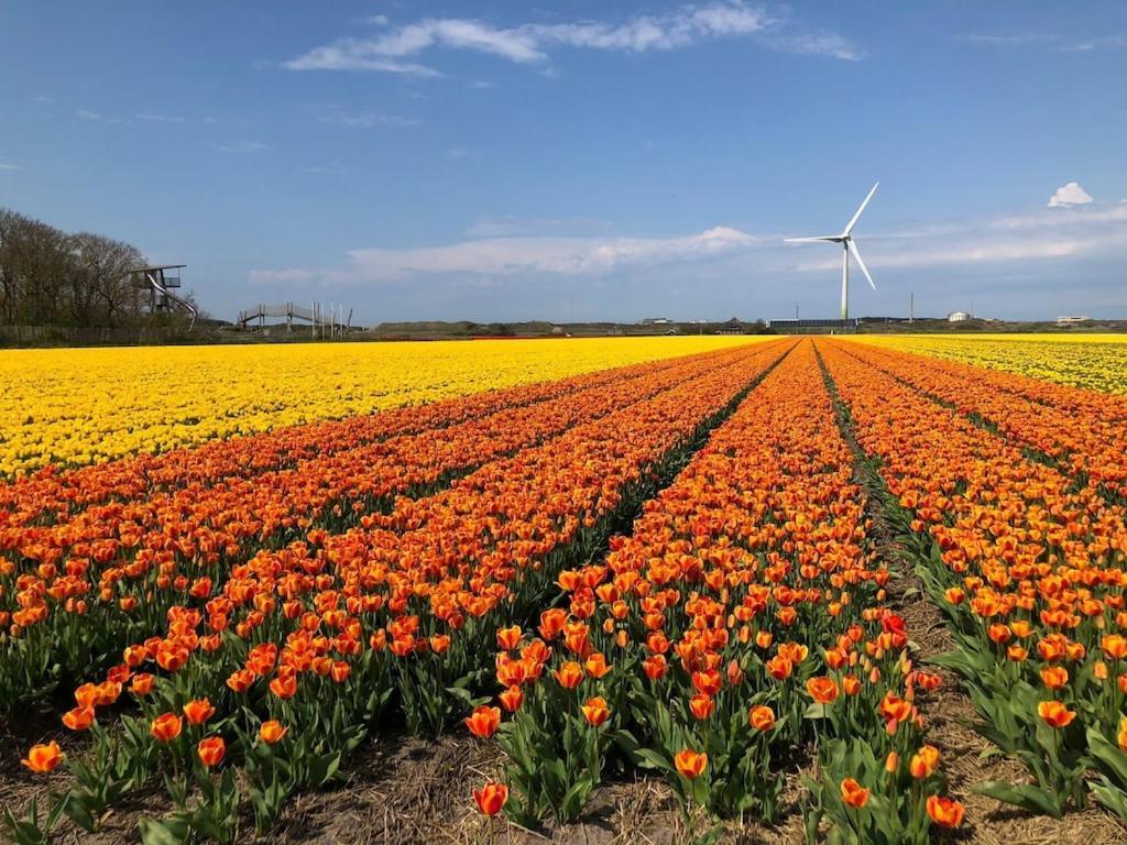 Meno Mosso Villa Sint Maartensvlotbrug ภายนอก รูปภาพ